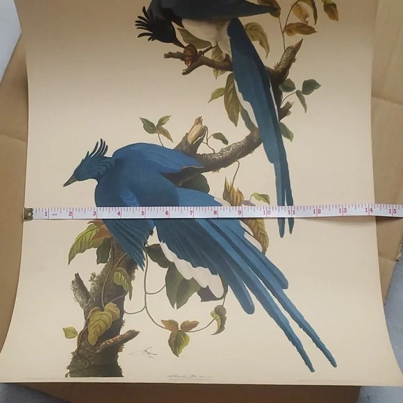 JOHN JAMES AUDUBON (1785-1851) "Columbia Jay, No. 20” Print 1948 - Picture 10 of 11